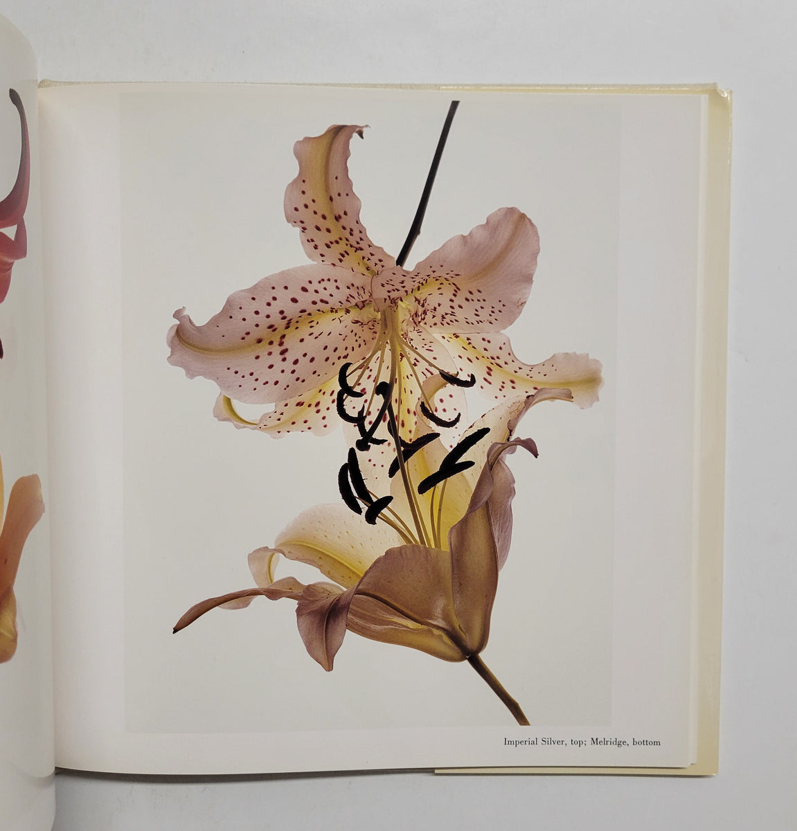 Flowers by Irving Penn FIRST EDITION | PHOTOGRAPHY BOOKS | D & E