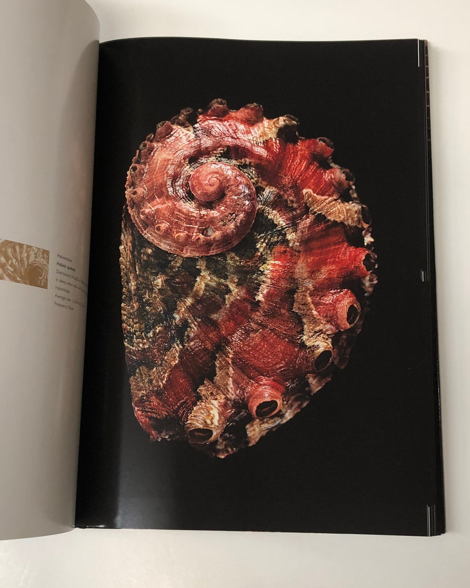 Shells by Paul Starosta & Jacques Senders | D & E LAKE LTD. BOOKS