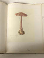 Mr. Jackson's Mushrooms by Mimi Cazort hardcover book