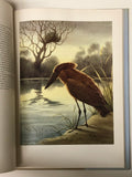Birds of the African Waterside by Rena Fennessy & Leslie Brown hardcover book