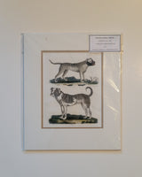 Old English Mastiff & British Bull Dog Antique Dog Print from Buffon's Natural History