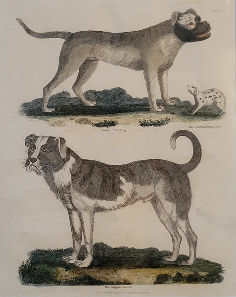 Old English Mastiff & British Bull Dog Antique Print from Buffon's Natural History